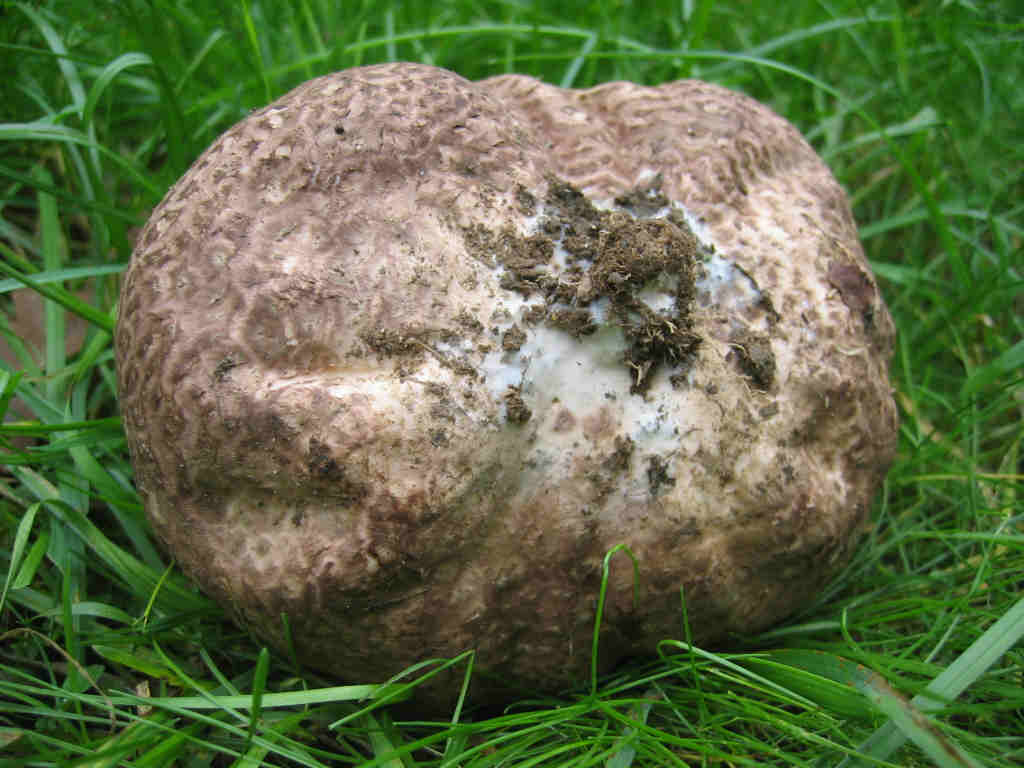 2005 :  Un anno di funghi